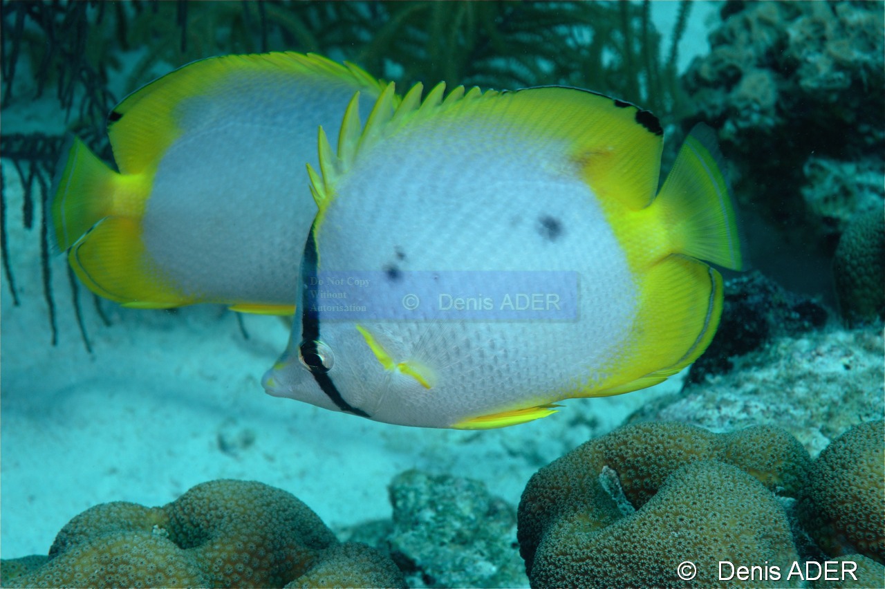 Chaetodon-ocellatus Papillon a tache dorsale-Bonaire South Bay-9m-20180218-Denis-ADER-DSC_6540_tn.jpg